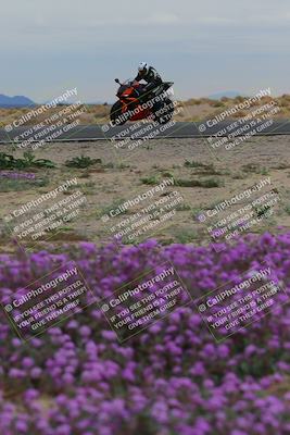 media/Jan-14-2023-SoCal Trackdays (Sat) [[497694156f]]/Turn 14 Exit Bloomig (145pm)/